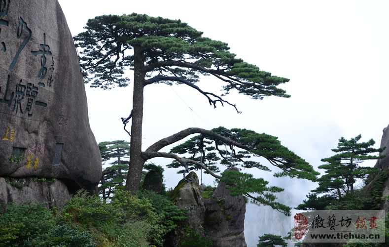 002 黄山迎客松 002 黄山迎客松