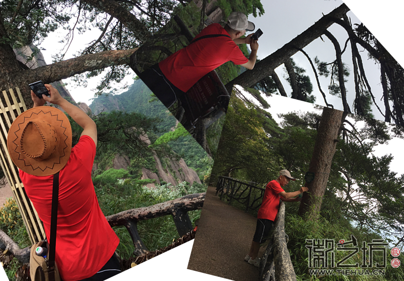铁画大师拍下松树的细微之处 铁画大师拍下松树的细微之处