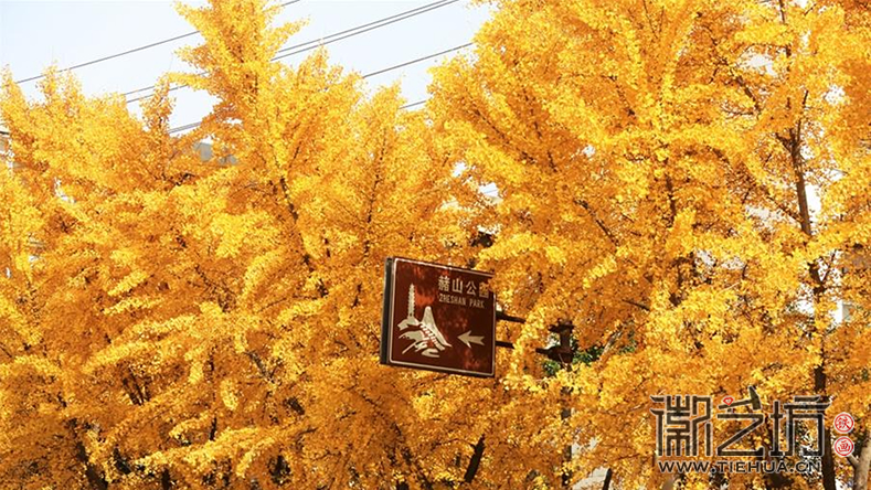 芜湖九华中路的黄金大道21 芜湖九华中路的黄金大道21